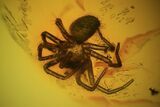 Fossil Spider (Aranea) In Baltic Amber #72210-3